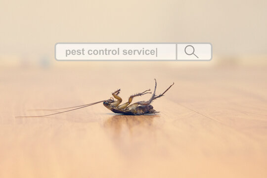 searching web site for pest control service with death cockroach on floor