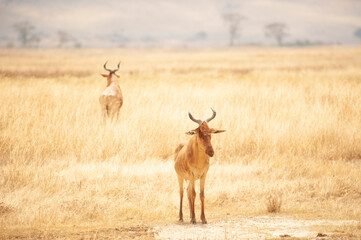 Naklejka na ściany i meble Hartebeest, Serengeti National Park, Tanzania in August