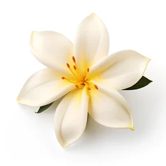 Abwaschbare Fototapete frangipani flower isolated on white © Touseef