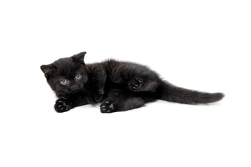 Fototapeta na wymiar fluffy purebred black kitten sits sideways on an isolated background