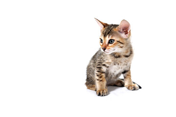 a small fluffy kitten on a white isolated background