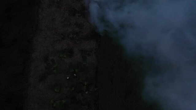 Farmers are harvesting sedge in the largest sedge field in Hoai Nhon, B&igrave;nh Dinh, Vietnam