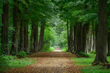 Spätsommer in einem Wald im Münsterland