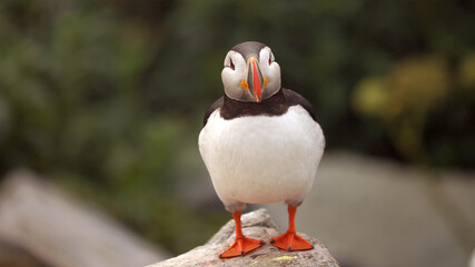 Puffin