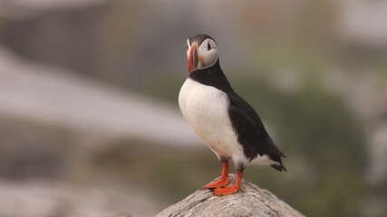 Puffin