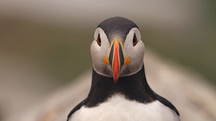 Puffin