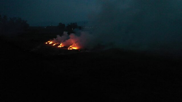 Farmers are harvesting sedge in the largest sedge field in Hoai Nhon, B&igrave;nh Dinh, Vietnam