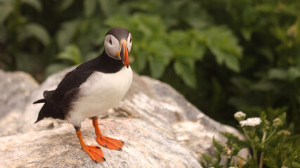 Puffin