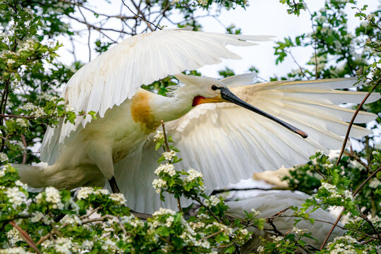 Defensive spoonbill in the tree