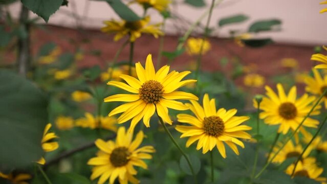 Rudbeckia fulgida "Goldsturm" (Black Eyed Susan) flowers in garden with yellow leafs. Black eyed susan- rudbeckia flowers
