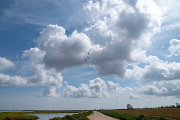 A flock of birds flying in the sky is a reminder - Powered by Adobe