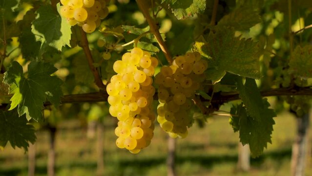 Ripe bunches of white grapes on the branches glow in the sun