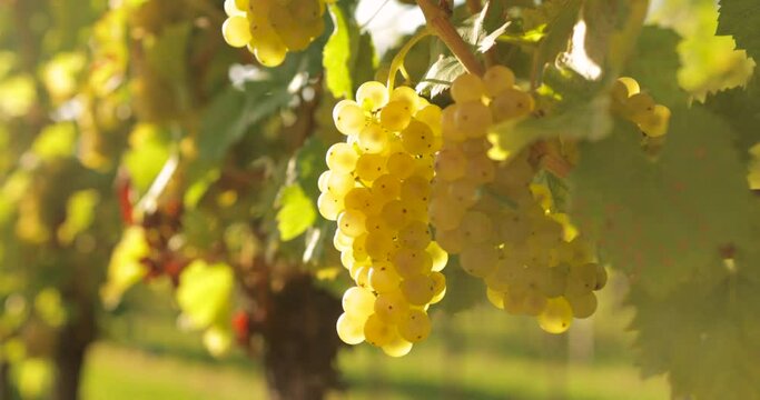 Bunches of white grapes in the vineyard in the sun