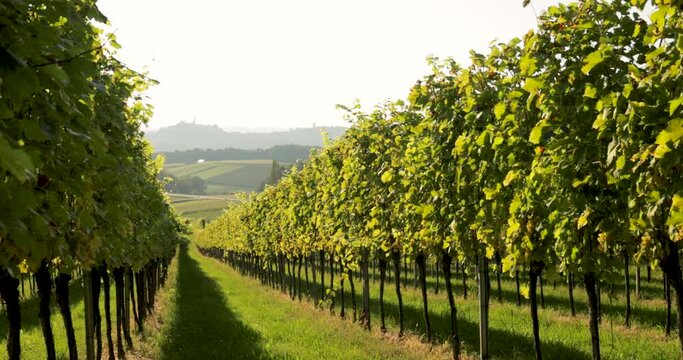 Rows of vines in a vineyard in the hills in Austria