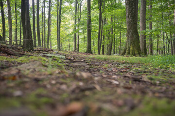 Fototapeta premium Dirt hiking fast in forest.