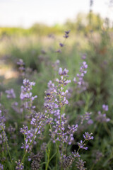 Close-up of aromatic lavender blooms in a sunlit field