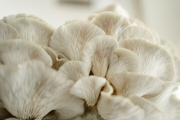 Close-up of Italian oyster mushrooms, showcasing texture