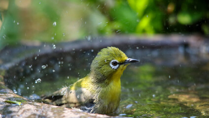 A Cape white-eye splashes in a bird bath in a garden in Gauteng, South Africa during an early summer heat wave