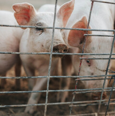 Young farm pigs eagerly peeking from behind their secure gate, curious