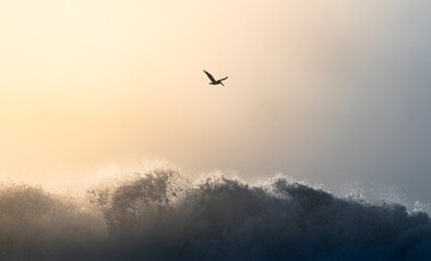 A Lone Pelican Flying Over Big Waves At Sunset