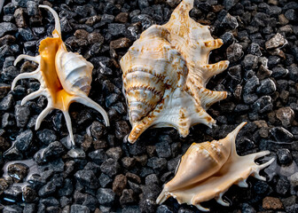 Scorpion conch seashells on the shore
