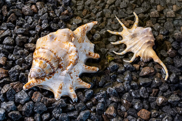 Scorpion conch seashells on the shore