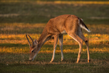 Young White Tailed Deer buck in field during beautiful sunset