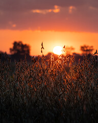 Orange autumn sunrise over a backlit bean field - obrazy, fototapety, plakaty
