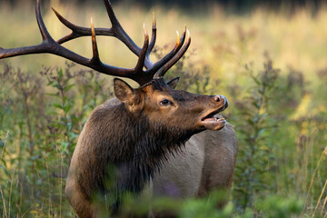 A Bull Elk Lip Curling
