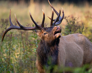 A Bull Elk Lip Curling
