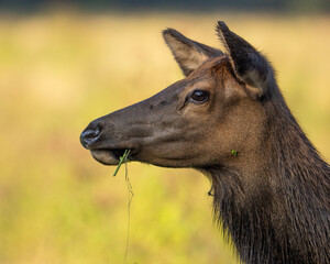 A Cow Elk Eating Grass