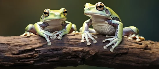 Poster Two amazon milk frogs including a panda tree frog seen up close on a branch © 2rogan