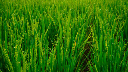 Fototapeta na wymiar the rice in the rice fields is dewy in the morning, the rice grows green and fertile