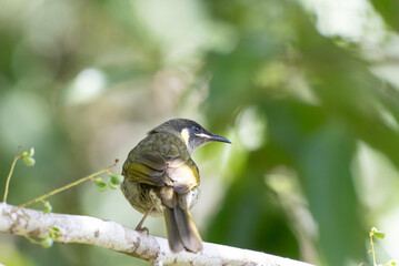 Yellow-spotted Honeyeater