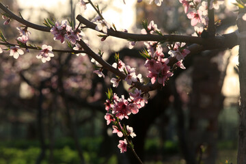 Peach trees blossom in spring