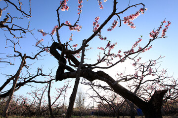 Peach trees blossom in spring