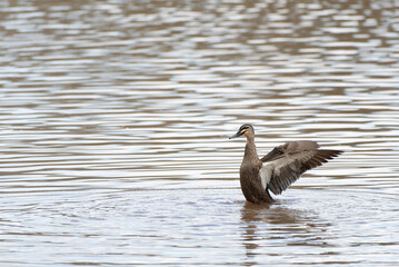 Pacific Black Duck flapping