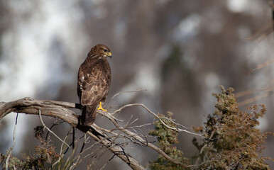 Common buzzard (Buteo buteo) Poiana comune