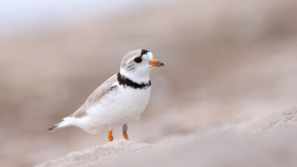 Piping Plover