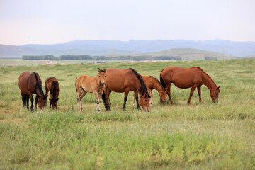Naklejka na ściany i meble horses in the grasslands