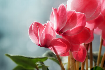 Cyclamen (Viola alpina) flowers blooming, bokeh background. 