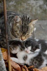 cat and small colorful kittens