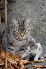 Naklejka na ściany i meble mom cat and little colorful kitten