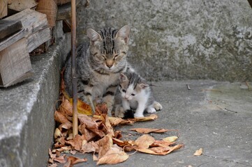 mom cat and little colorful kitten