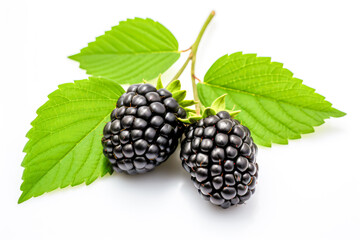Blackberries with green leaves isolated on white background.