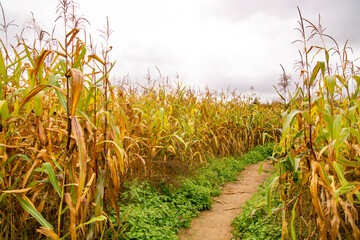 Cornfield with tall rows of corn. Ripe corn on the stalks.