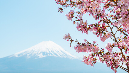Mount Fuji with cherry blossom at Lake Kawaguchiko in japan. Springtime