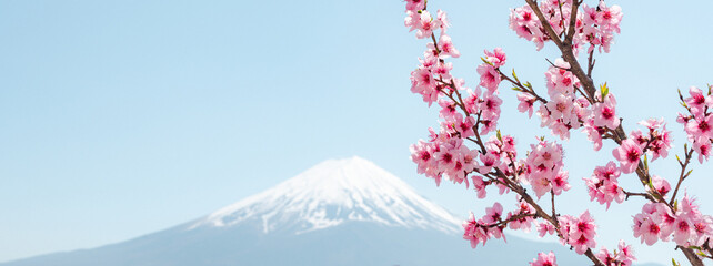 Mount Fuji with cherry blossom at Lake Kawaguchiko in japan. Springtime
