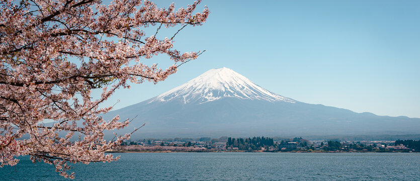 Mount Fuji with cherry blossom at Lake Kawaguchiko in japan. Springtime