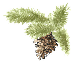 Winter evergreen plant. Green Branch of a coniferous tree with a hanging brown pine cone. Hand-drawn watercolor illustration on a white background for cards, invitations.